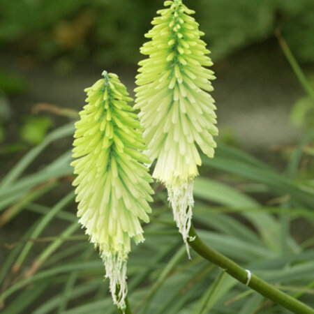 Tritoma - Kniphofia - Ice Queen - 3 Plants - Summer Flowers - Fire Arrow Plants Buy?