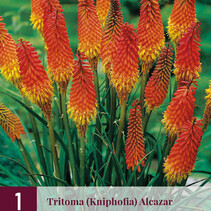 Tritoma - Kniphofia - Alcazar - 3 Pflanzen