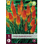 Tritoma - Kniphofia - Alcazar - 3 Planten - Zomerbloeiers - Vuurpijl Planten Kopen?