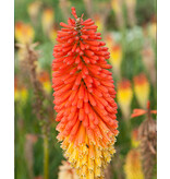 Tritoma - Kniphofia - Alcazar - 3 Planten - Zomerbloeiers - Vuurpijl Planten Kopen?