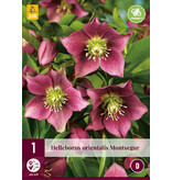 Helleborus Orientalis Montsegur - 3 Plants - Christmas Rose - Hardy Plants Buy?