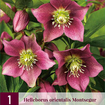 Helleborus orientalis Montsegur - 3 Pflanzen