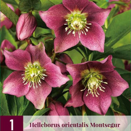 Helleborus Orientalis Montsegur - 3 Planten - Kerstroos - Winterharde Planten Kopen?