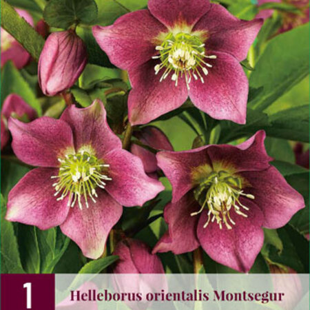 Helleborus Orientalis Montsegur - 3 Plants - Christmas Rose - Hardy Plants Buy?