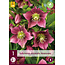 Helleborus Orientalis Montsegur - 3 Plants - Christmas Rose - Hardy Plants Buy?