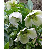 Helleborus Orientalis White Lady - 3 Plants - Christmas Rose - Buy Perennial Plants?