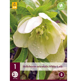 Helleborus Orientalis White Lady - 3 Pflanzen - Christrose - Mehrjährige Pflanzen kaufen?