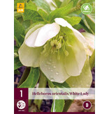 Helleborus Orientalis White Lady - 3 Plants - Christmas Rose - Buy Perennial Plants?