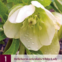 Helleborus orientalis White Lady - 3 Plants