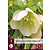 Helleborus orientalis White Lady - 3 Plants