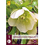 Helleborus Orientalis White Lady - 3 Planten - Kerstroos - Vaste Planten Kopen?