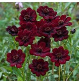 Cosmos Atrosangiuneus - 5 Planten - Chocoladeplant - Zomerbloeiers Kopen?