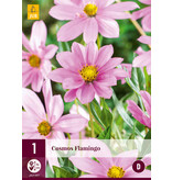 Cosmos Flamingo - Neu - 3 Pflanzen - Schokoladenpflanze - Rosa Sommerblumen Kaufen?