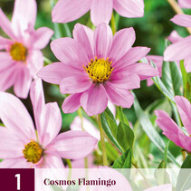 Kosmos Flamingo - Neu - 3 Pflanzen