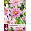 Cosmos Flamingo - Neu - 3 Pflanzen - Schokoladenpflanze - Rosa Sommerblumen Kaufen?