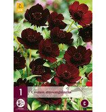 Cosmos Atrosangiuneus - 3 Pflanzen - Schokoladenpflanze - Sommerblumen kaufen?