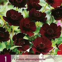 Cosmos Atrosangiuneus - 3 Plants
