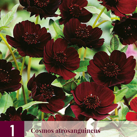 Cosmos Atrosangiuneus - 3 Pflanzen - Schokoladenpflanze - Sommerblumen kaufen?