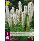 Liatris Floristan White - 15 Pflanzen - Lampenschirm - Mehrjährige Pflanzen kaufen?