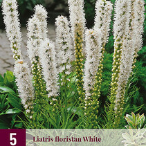 Liatris Floristan Weiß - 15 Pflanzen