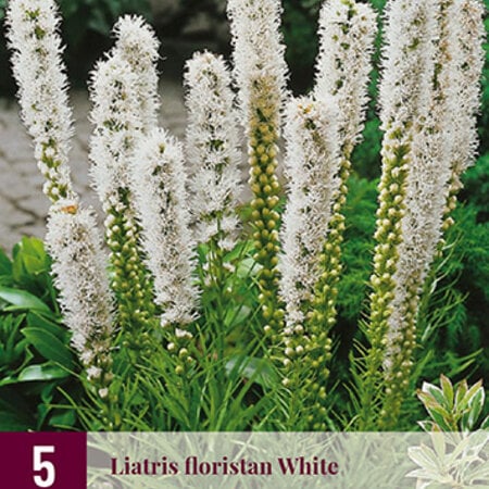 Liatris Floristan White - 15 Plants - Lampshade - Buy Perennial Plants?