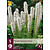 Liatris Floristan Weiß - 15 Pflanzen