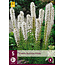 Liatris Floristan White - 15 Pflanzen - Lampenschirm - Mehrjährige Pflanzen kaufen?