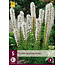 Liatris Floristan White - 15 Plants - Lampshade - Buy Perennial Plants?