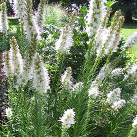 Liatris Floristan White - 15 Plants - Lampshade - Buy Perennial Plants?