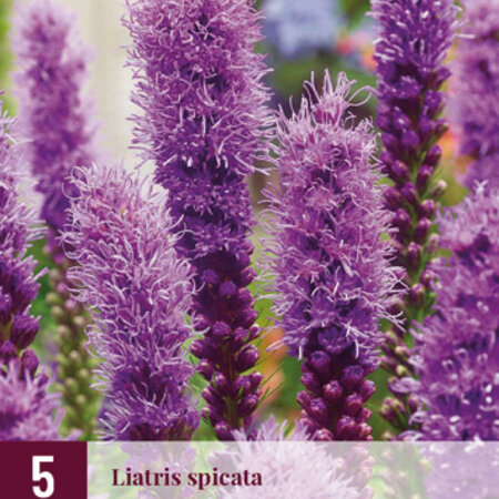 Liatris Spicata - 15 Pflanzen - Lampenschirm - Schöne Kerze - Winterharte Pflanzen Kaufen?