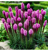 Liatris Spicata - 15 Plants - Lampshade - Beautiful Candle - Hardy Plants Buy?