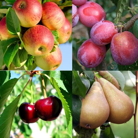 Obstbäume (Apfel, Birne, Kirsche und Pflaume) 4 Pflanzen - selbstbefruchtend - Säulenform