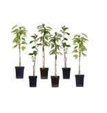 Fruitboompjes (Appel, Peer, Kers en Pruim) 4 Planten - Zelf Bestuivend - Zuilvorm