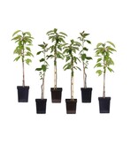 Kirschbaum 'Prunus Sylvia' - 4 Stück - Süß - Niederstämmig - Selbstbefruchtend