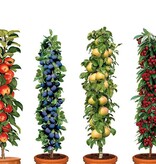 Kersenboom 'Prunus Sylvia' - 4 Stuks - Zoet - Laagstam - Zelfbestuivend