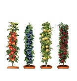 Apple tree - Malus Gala - 4 Pieces - Sweet Apple - Hand apple - Low stemmed