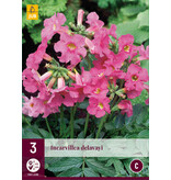 Incarvillea Delavayi - 9 Plants - Buy Tub Plant - Perennials?