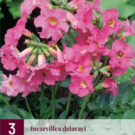 Incarvillea Delavayi - 9 Pflanzen - Kübelpflanze kaufen - Stauden?
