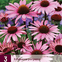 Echinacea Purpurea - Sonnenhut - 9 Pflanzen