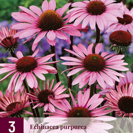 Sonnenblume - Echinacea Purpurea - 9 Pflanzen - Violett/Rosa Gänseblümchen - Sommerblumen kaufen?