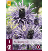 Eryngium Alpinum - Alpine thistle - 3 Plants - Alpine Thistle - Buy Perennial Plants?