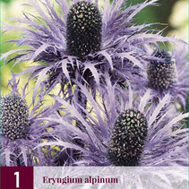 Eryngium Alpinum - Alpenkruisdistel - 3 Planten