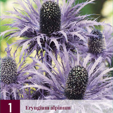 Eryngium Alpinum - Alpendistel - 3 Pflanzen - Alpendistel - Mehrjährige Pflanzen kaufen?