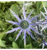 Eryngium Alpinum - Alpendistel - 3 Pflanzen - Alpendistel - Mehrjährige Pflanzen kaufen?