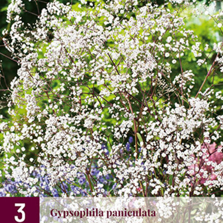 Gipskruid - Gypsophila Paniculata - 9 Planten - Bruidssluier - Snijbloemen Voor Boeket