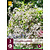 Gipskruid - Gypsophila Paniculata - 9 Planten