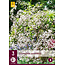 Gipskruid - Gypsophila Paniculata - 9 Planten - Bruidssluier - Snijbloemen Voor Boeket