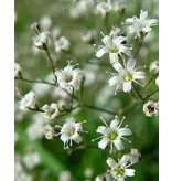 Gipskruid - Gypsophila Paniculata - 9 Planten - Bruidssluier - Snijbloemen Voor Boeket
