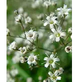 Gypsophila Paniculata - 9 Plants - Wedding Veil - Cut Flowers For Bouquet