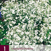 Gipskruid - Gypsophila Perfecta - 3 Planten